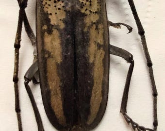 1 A-1 Batocera lineolata 44mm, Unmounted Longhorn Real Beetle Cerambycidae Entomology Artwork