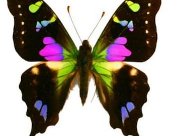 1 A-1 Graphium weiskei Lilagefleckter Schwalbenschwanz, Unmontierter echter Schmetterling