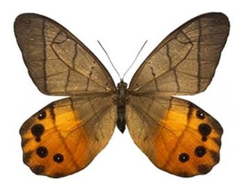 1 A-1 Pierella hycata Peru Real butterfly