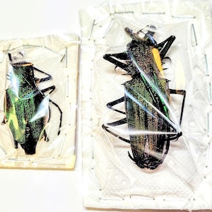 May include: Two iridescent green beetles, preserved and pinned on small, rectangular, off-white cards. The beetles are encased in clear plastic, showcasing their intricate details. The insects have black legs and antennae, with a metallic sheen.