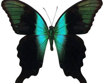 1 A-1 Papilio peranthus adamantius Indonesia Real butterfly