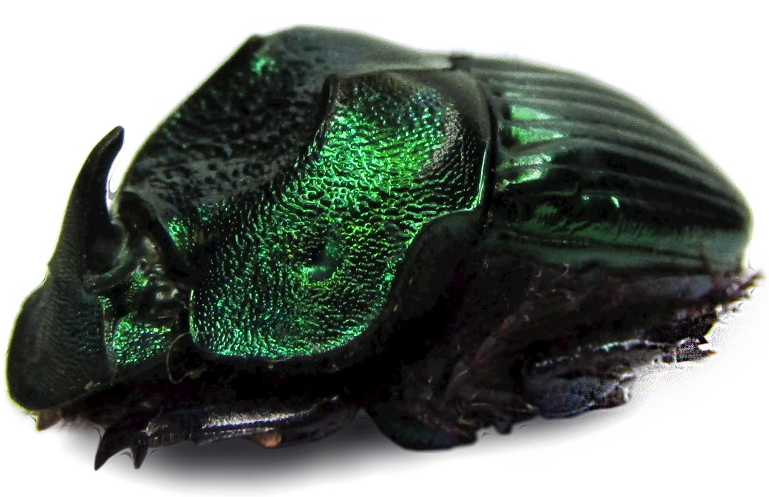 3 A-1mm Phanaeus Demon MINOR 17mm Male Scarab Beetles Green Form