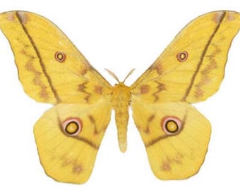 Saturnidae: A-1 Nudaurelia dione Cameroon Saturn Moth Unmounted Dried Wings Closed Entomology Taxidermy Artwork