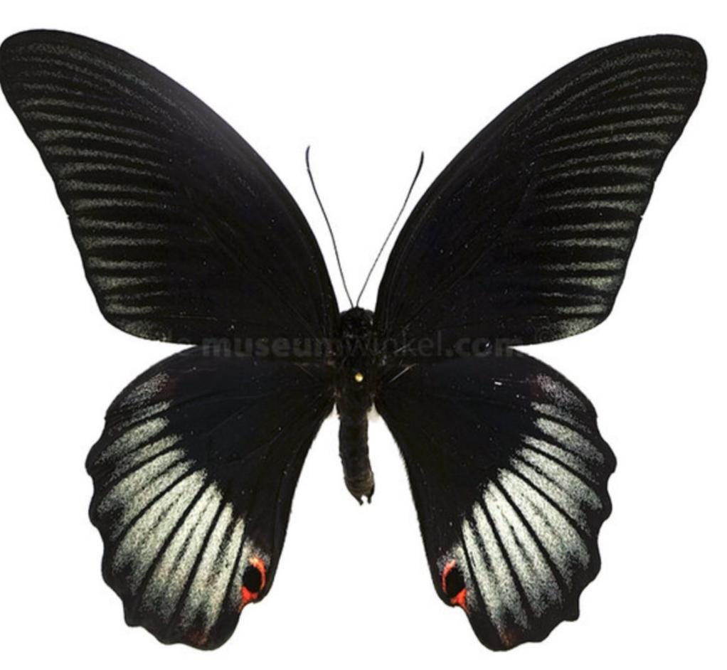 リオメドンアゲハチョウ（1オス・インド産） リオメドンアゲハチョウ（1オス・インド産）