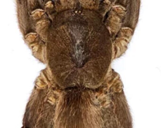 Tarantula Java 1 A-1 Tarantulas Euryplema Spinicris Java Real Tarantula Spider ...