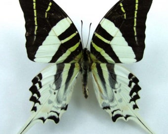 1 A-1 Graphium  androcles Indonesia Male Real butterfly