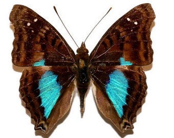 1 A-1 Doxocopa cyane Peru Real butterfly