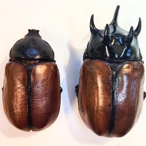 1 A-1 Eupatorus Grallicornis, Male/Female Pair 5 horned Rhinoceros beetle, Real Large beetle, Entomology, 61.5mm Male/49.5mm Female