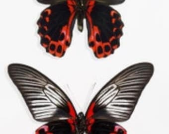 1 A-1 Par de Papilio romanzovia Macho/Hembra Scarlet Morman Mariposa real, sin montar