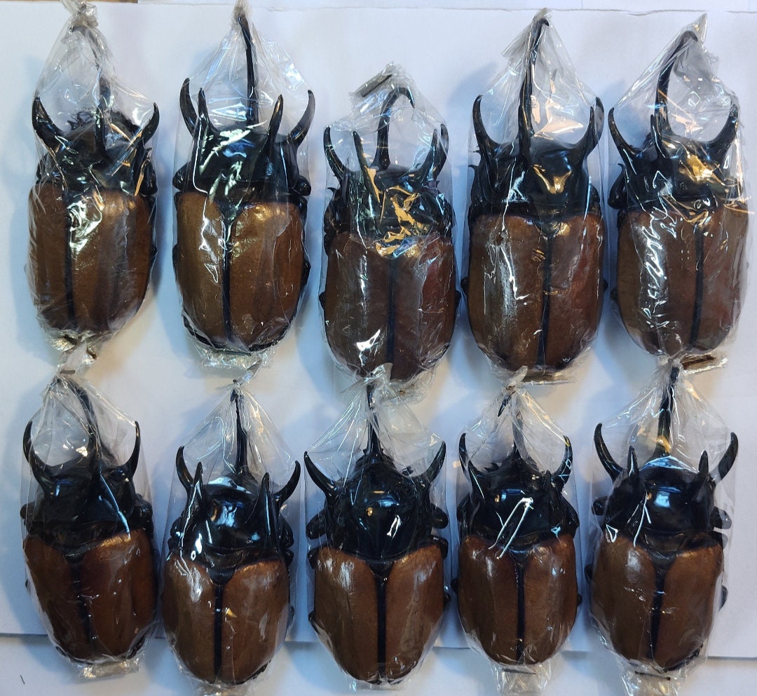 Amazon.com - TAXIBUGS Rare Giant 5 Horn Rhino Beetle