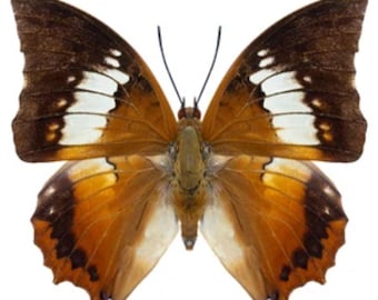 May include: A brown and white butterfly with orange wings and black markings.