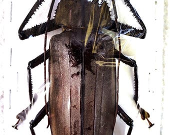 Xixuthurus microcerus 103mm, Large Longhorn Beetle, Real Unmounted Beetle