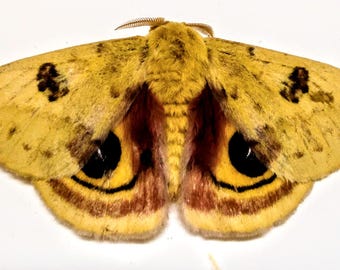 タイオークシルクモス（Antheraea frithi）2匹 A1 未マウント