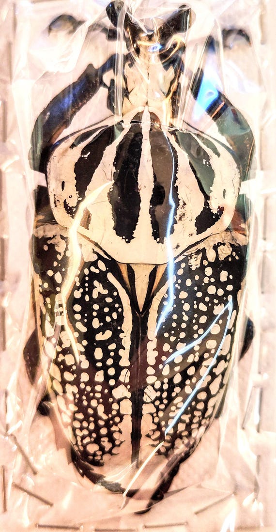 標本 Congo Goliathus orientalis 91mm Congo Goliathus orientalis 91mm Goliathus orientalis - Facts