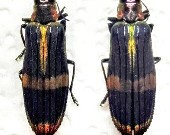 Hoplia Coerulea One Real Metallic Blue Scarab Beetle Unmounted