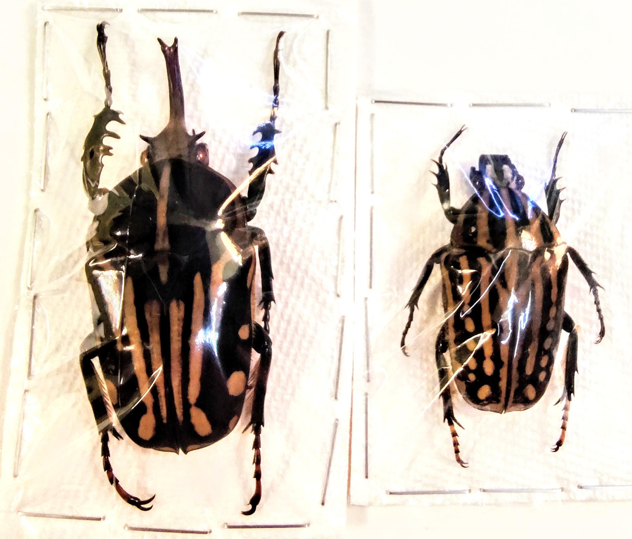 2 A-1 Mecynorrhina Kraatzi 59mm/37mm Male/female Cameroon Flower