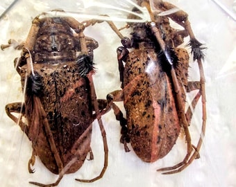 2 A-1 Aristobia horridula 26mm Longhorn Beetle, Real Unmounted Beetle