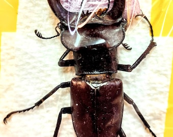 1 A-1 Mesotopus Tarandus 48mm Cameroon Male Lucanid Stag Beetle