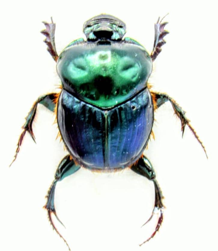 1 A-1mm Helictopleurus Giganteus 22mm Male Madagascar Scarab