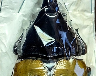 1 A-1, Dynastidae: Dynastes hercules lichyi, 140mm Rhinoceros beetle, Unmounted Real Beetle Artwork