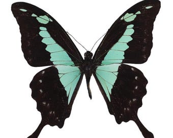 1 A-1 Papilio phorcus Cameroon Real butterfly