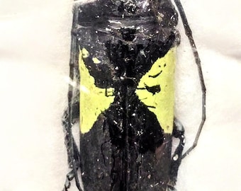 1 A-1 Phosphorus virescens bibudiensis 27 mm カミキリムシ、実物未組立