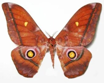 Saturnidae: A-1 Nudaurelia amanthusia Male Moth Cameroon, Africa
