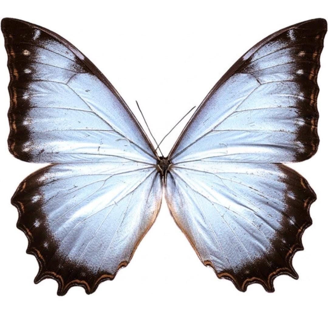 Morpho theseus - Etsy 日本