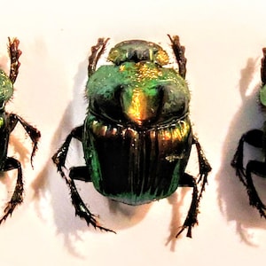 May include: Three green and gold iridescent beetles with black legs and antennae. The beetles are arranged in a row on a white background.