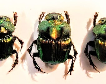 Phanaeus Demon MALE Scarab Beetle Green Form Guatemala PINNED - Etsy