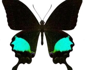 1 A-1 Papilio paris gadeensis Real unmounted butterfly