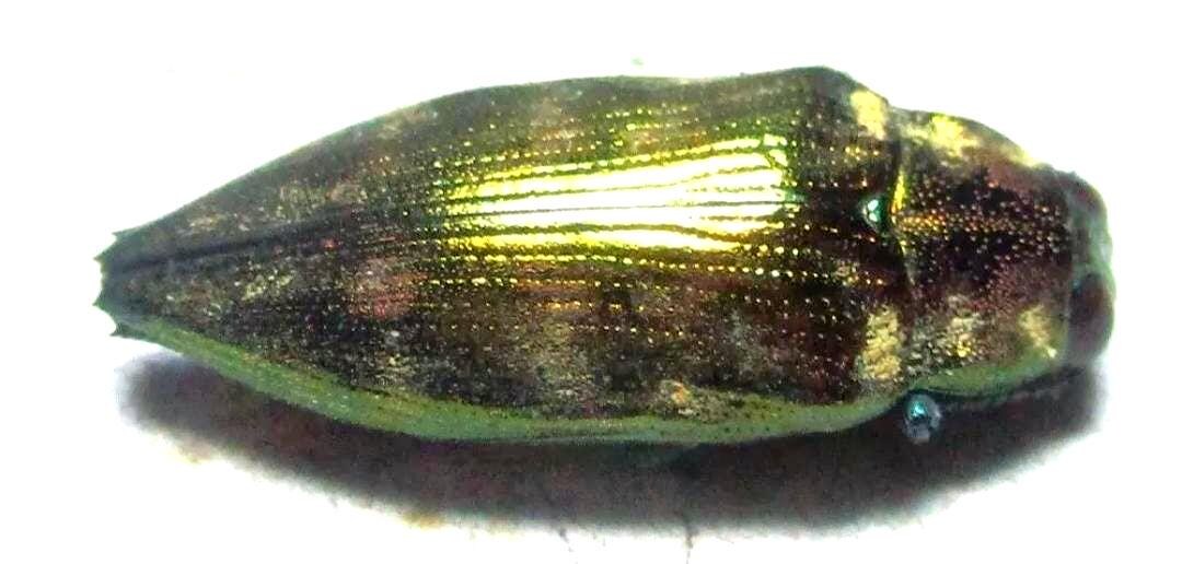 Haplotrinchus Inaequalis 1 A-1 Haplotrinchus Viridula 16mm Female Unmounted Real Buprestidae ...