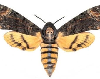 1 A-1 Acherontia lachesis 60-62mm Large Deaths Head Hawk Moth Sphingidae Sphinx Nice "Skull head"