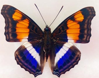 1 A-1 Doxocopa laure Peru Real butterfly