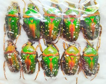 1 A-1 Mesotopus Tarandus 48mm Cameroon Male Lucanid Stag Beetle