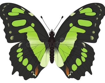 1 A-1 Siproeta stelenes Peru Real butterfly