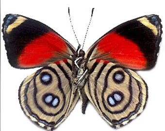 1 A-1 Callicore hystaspes Perú Mariposa real