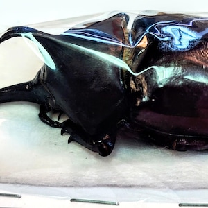 1 A-1 Trypoxylus dichotomus,81.6mm also known as kabutomushi in Japanese Male Real Unmounted Rhinoceros Beetle