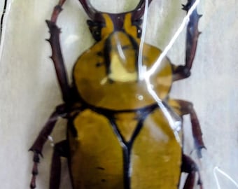 Hoplia Coerulea One Real Metallic Blue Scarab Beetle Unmounted