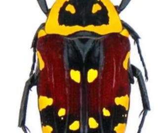 1 A-1 Euchroea aurostellata, Scarab beetle Madagascar Real Beetle Entomology Artwork