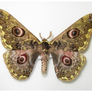 May include: A preserved moth specimen with large, patterned wings. The wings display a complex design of brown, yellow, and reddish-pink hues, with prominent eye-like markings. The moth's body is a blend of brown and tan.