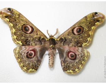 Saturnidae: A-1 Caligula anna Saturn Moth Unmounted Dried Wings Closed Entomology Taxidermy Artwork