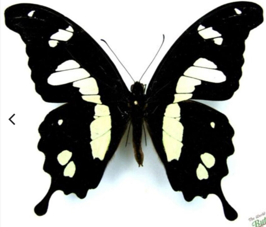 パピリオ・ザグレウス（1メス、ペルー産） パピリオ・ザグレウス（1メス、ペルー産）