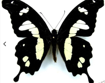 1 A-1 Papilio hesperus Cameroon Real butterfly, unmounted