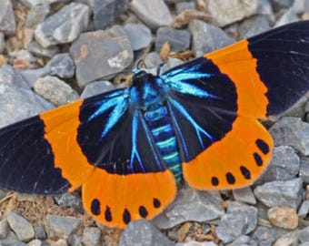 1 A-1 Milionia basalis West Kalimantan, Indonesia  Real butterfly
