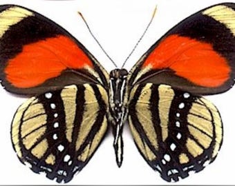 1 A-1 Callicore catjetani Peru Real butterfly