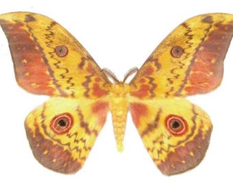 1 A-1 Aurivillius aratus Cameroon Saturn Moth