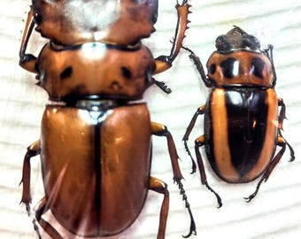1 A-1 Mesotopus Tarandus 48mm Cameroon Male Lucanid Stag Beetle