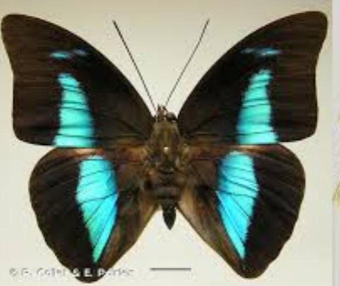 1 A-1 Archaeoprepona Amphimachus Peru Butterfly - Etsy