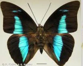 1 A-1 Archaeoprepona amphimachus Peru butterfly